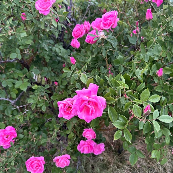 Howdy! - Picture 7 of 7